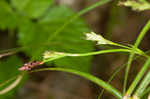 Longstalk sedge